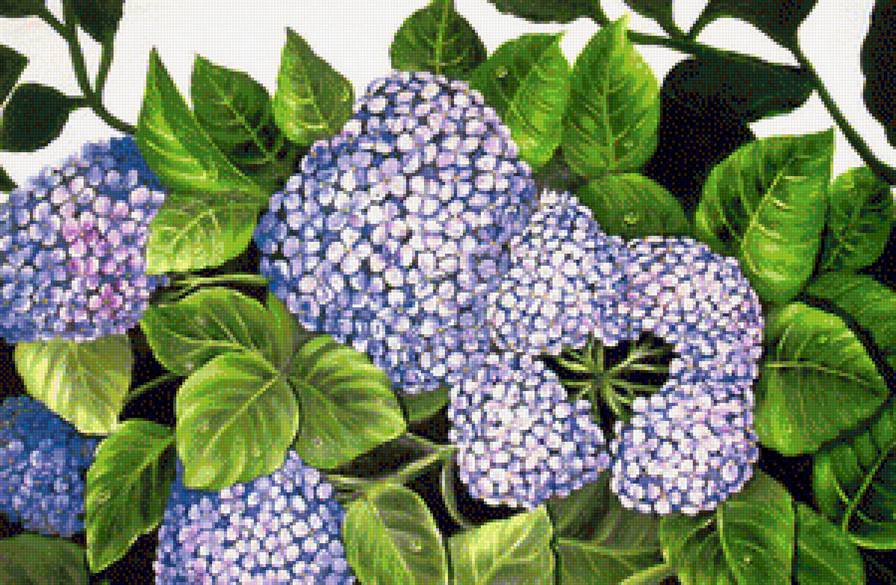 Гортензия - цветы, цветок, букет - предпросмотр