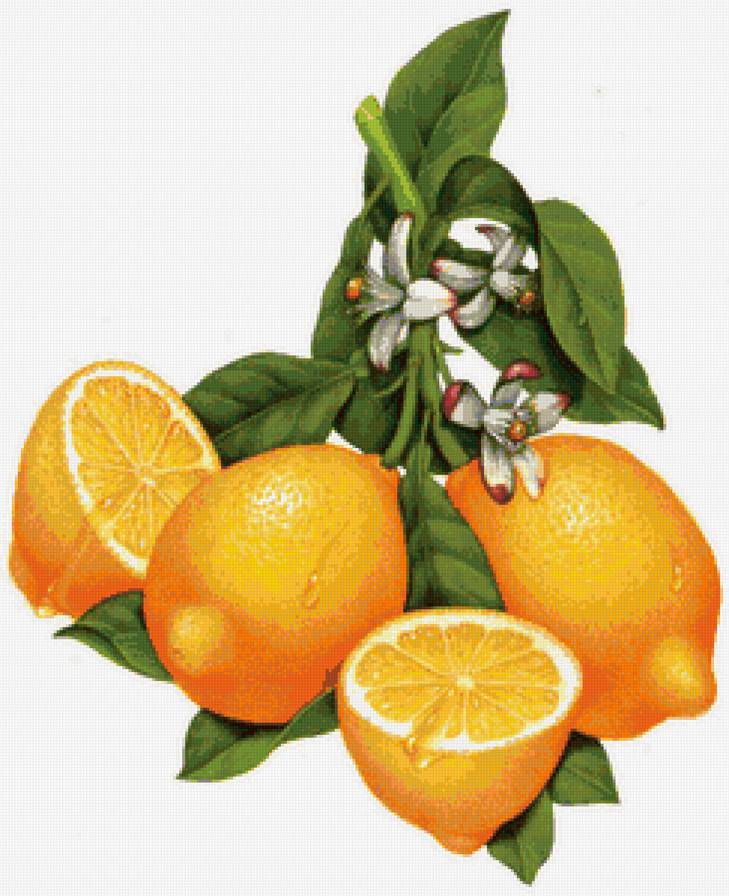 Лимон - лимон, на кухню - предпросмотр