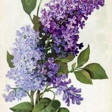 Схема вышивки «Ветка сирени»