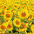 Предпросмотр схемы вышивки «Подсолнухи» (№1133128)