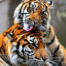 Схема вышивки «любимый»