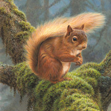 Схема вышивки «Белка»