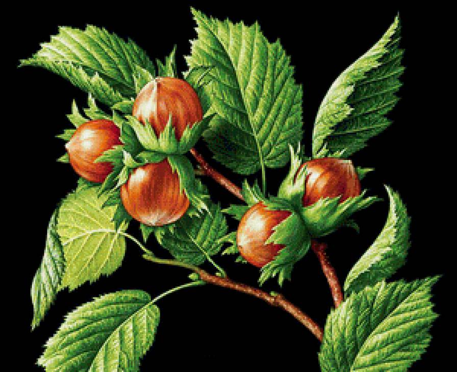 Орехи - орехи, ветка, дерево - предпросмотр