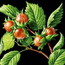 Схема вышивки «Орехи»