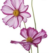 Схема вышивки «космеи»