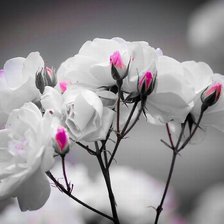 Схема вышивки «цветы»