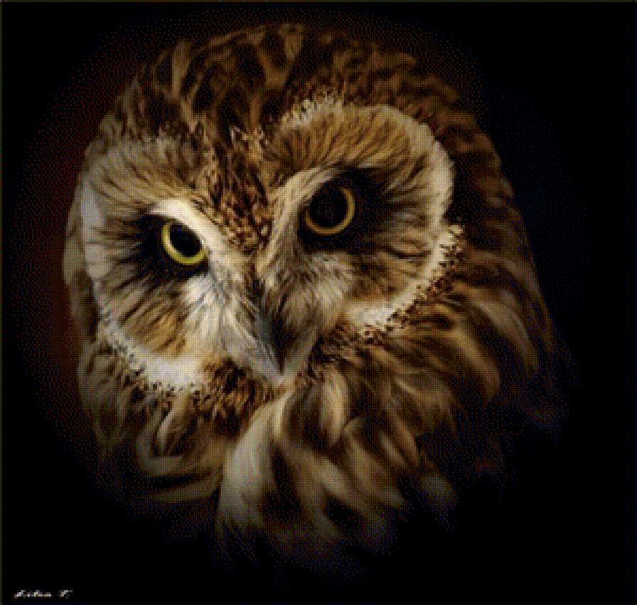 Сова - птицы, сова - предпросмотр