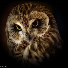 Схема вышивки «Сова»