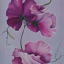 Душистый горошек