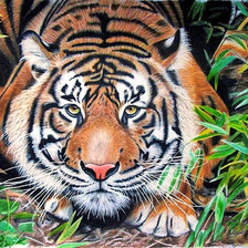 Схема вышивки «тигр»