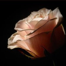 Схема вышивки «цветы»