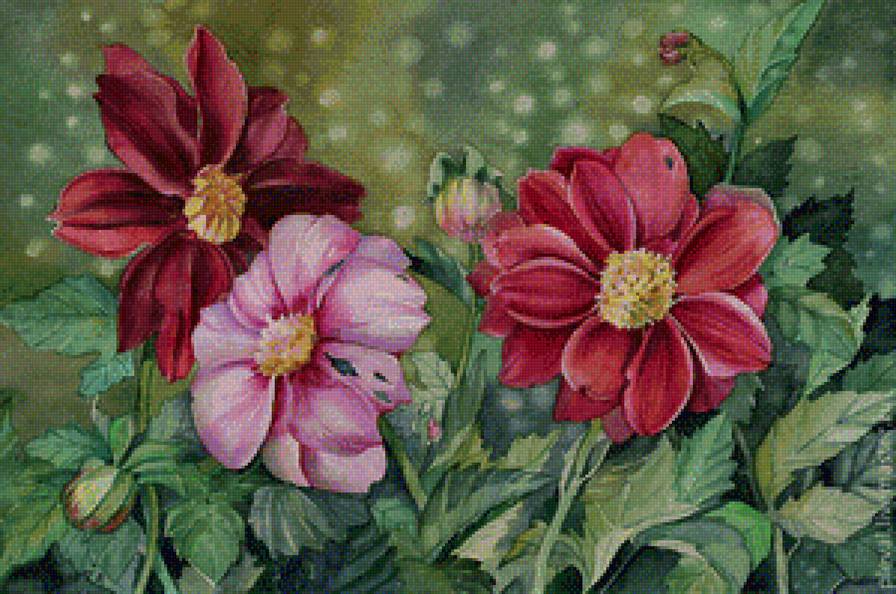 георгинки - предпросмотр