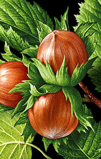 Орешки - растения, орехи - оригинал