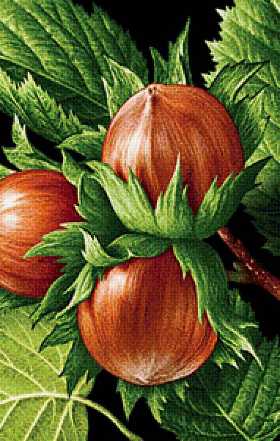 Орешки - растения, орехи - предпросмотр