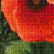 Предпросмотр схемы вышивки «маки» (№1134055)