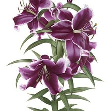 Схема вышивки «лилии»