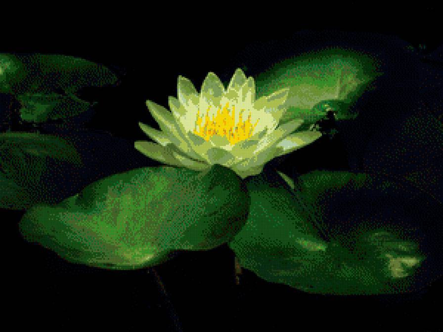 Цветок лотоса - лотос, цветы - предпросмотр