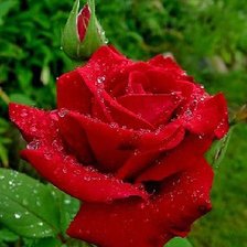 Схема вышивки «роза»