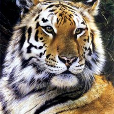 Схема вышивки «тигр3»