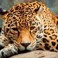 Схема вышивки «ягуар»