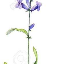 Схема вышивки «Лаванда»