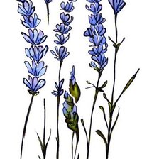 Схема вышивки «Лаванда»