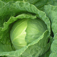 Схема вышивки «Капуста»