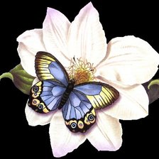 Схема вышивки «Бабочка»