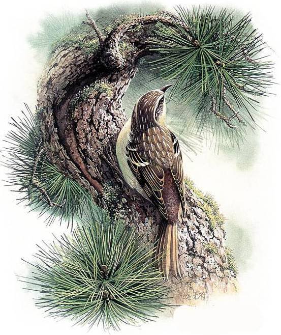 Птички - птицы - оригинал