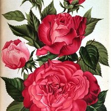 Схема вышивки «№1135340»