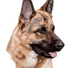 Схема вышивки «Овчарка»