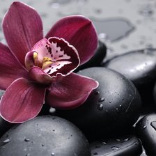 Схема вышивки «Орхидея»