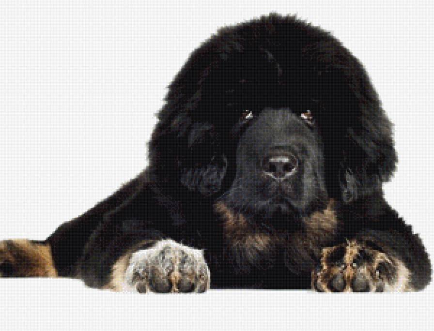 Щенок - животные, мастиф, собака, домашний любимец - предпросмотр