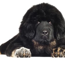 Схема вышивки «Щенок»