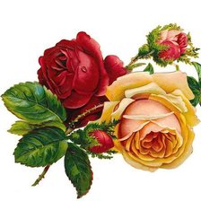 Схема вышивки «роза»