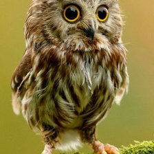 Схема вышивки «Совенок»