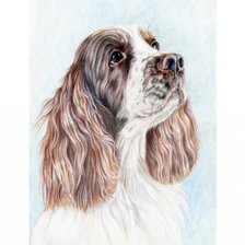 Схема вышивки «Кокер спаниэль»