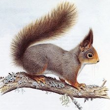 Схема вышивки «№1136883»