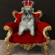 Схема вышивки «Моя собачка»