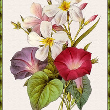 Схема вышивки «№1137386»