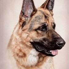 Схема вышивки «Овчарка»