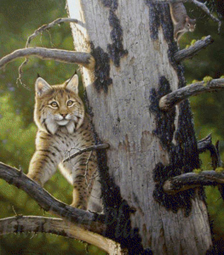 Лесная хищница - кошки, животные - предпросмотр