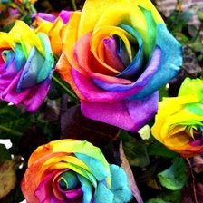 Схема вышивки «Розы»