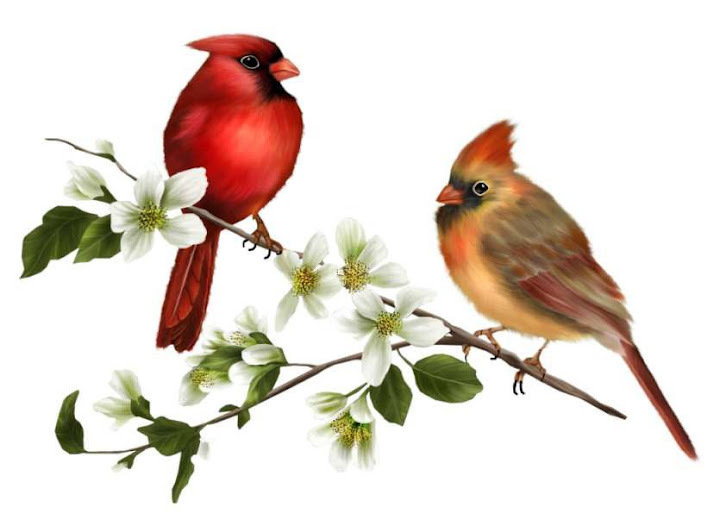 птицы - фауна - оригинал