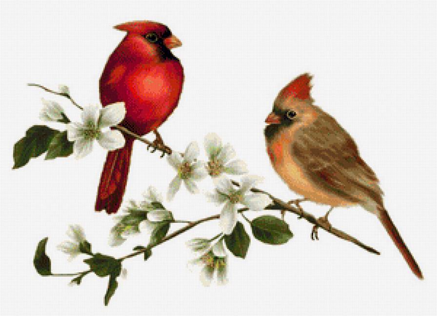 птицы - фауна - предпросмотр