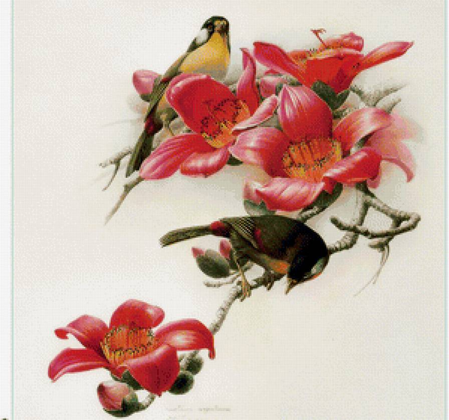 птицы - фауна - предпросмотр