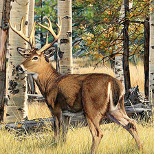 Схема вышивки «66»