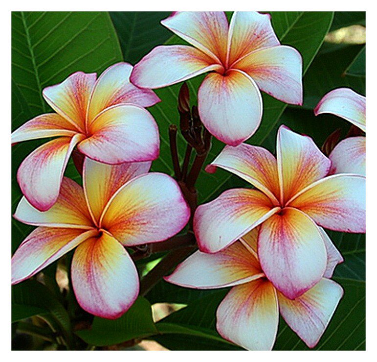 Цветы - вышивка крестом - оригинал