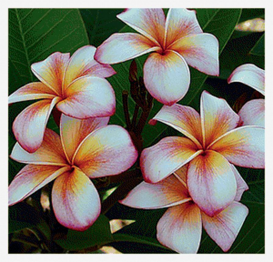 Цветы - вышивка крестом - предпросмотр