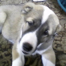 Схема вышивки «моня»